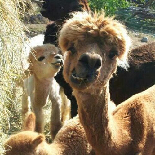 funny alpacas