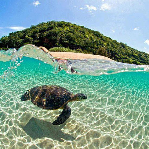 sea turtles beach