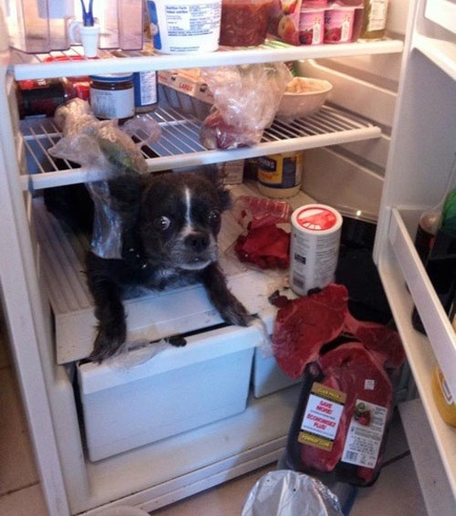 dog in fridge