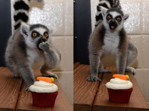 funny animal pictures of the day