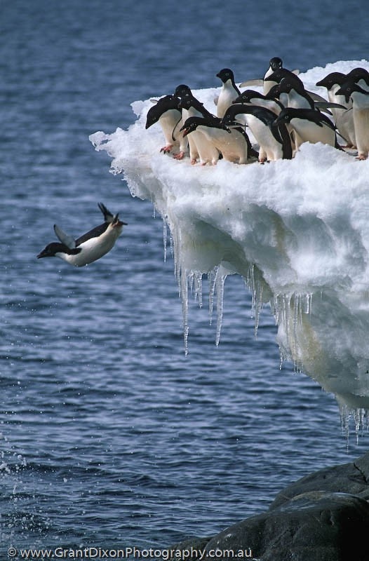 penguin leap