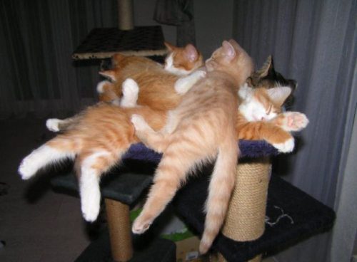 Cat Pile Funny Cat Pictures