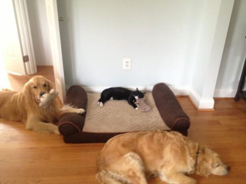 cat take the dogs bed