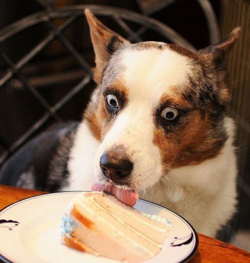 goofy dog pictures