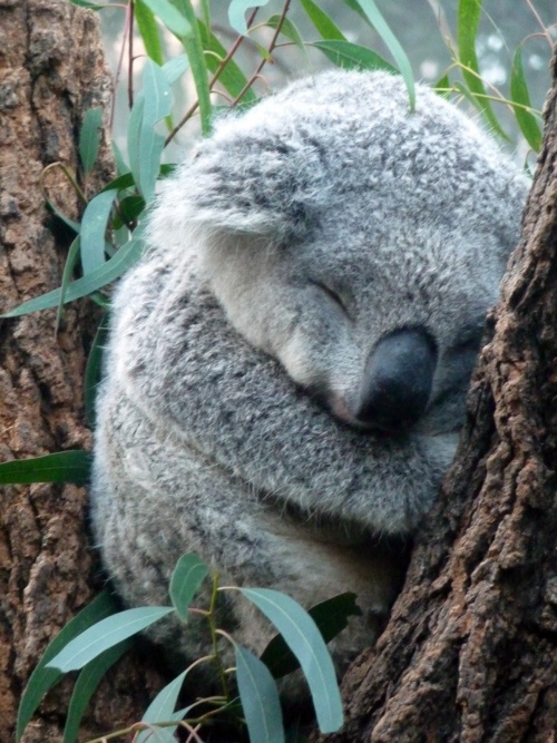 Baby Koala Sleeping