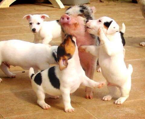 puppies and pigs