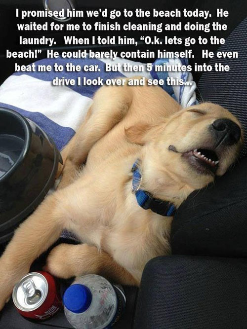 Super Excited Doggy - Funny Dog Pictures Super Excited Doggy - Funny Dog Pictures