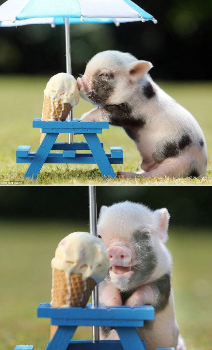 pig ice cream