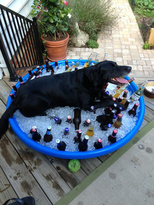 goofy dog in ice