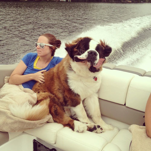 dogs on boats