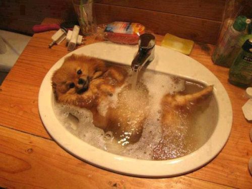 dog in the sink