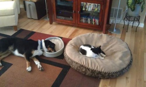 Cat In The Dog Bed And Dog In The Cat Bed