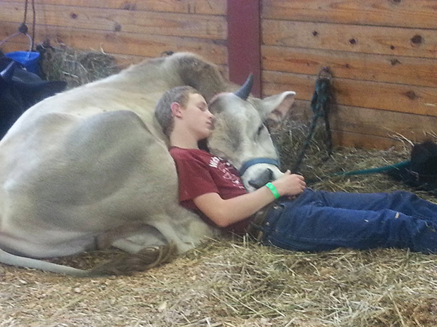cow cuddles boy at fair