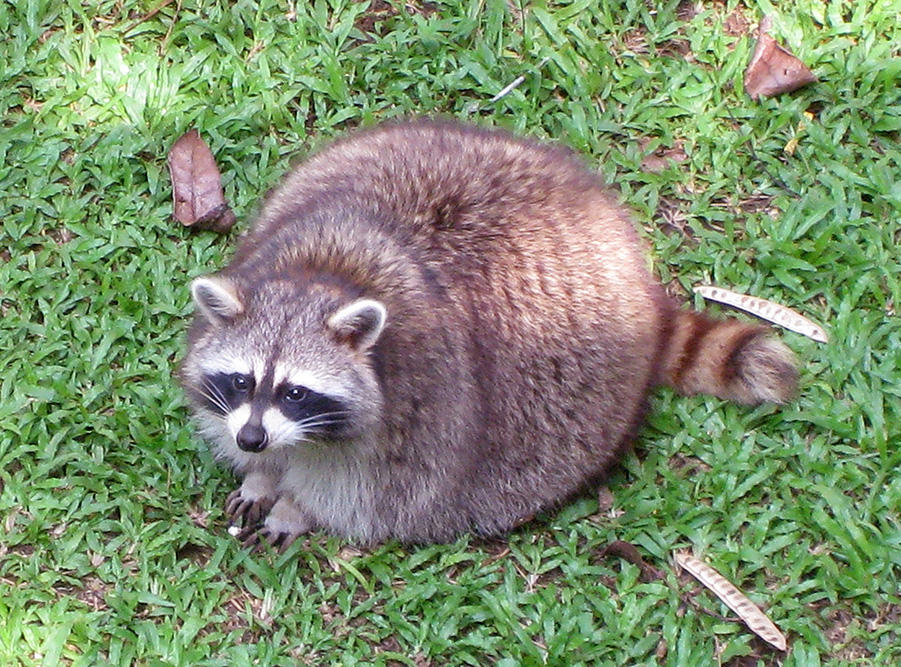 cute raccoon fat