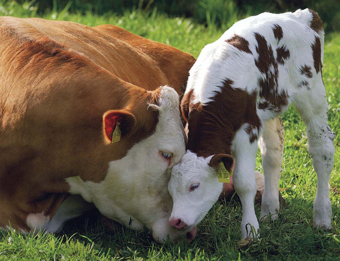 adorable cows