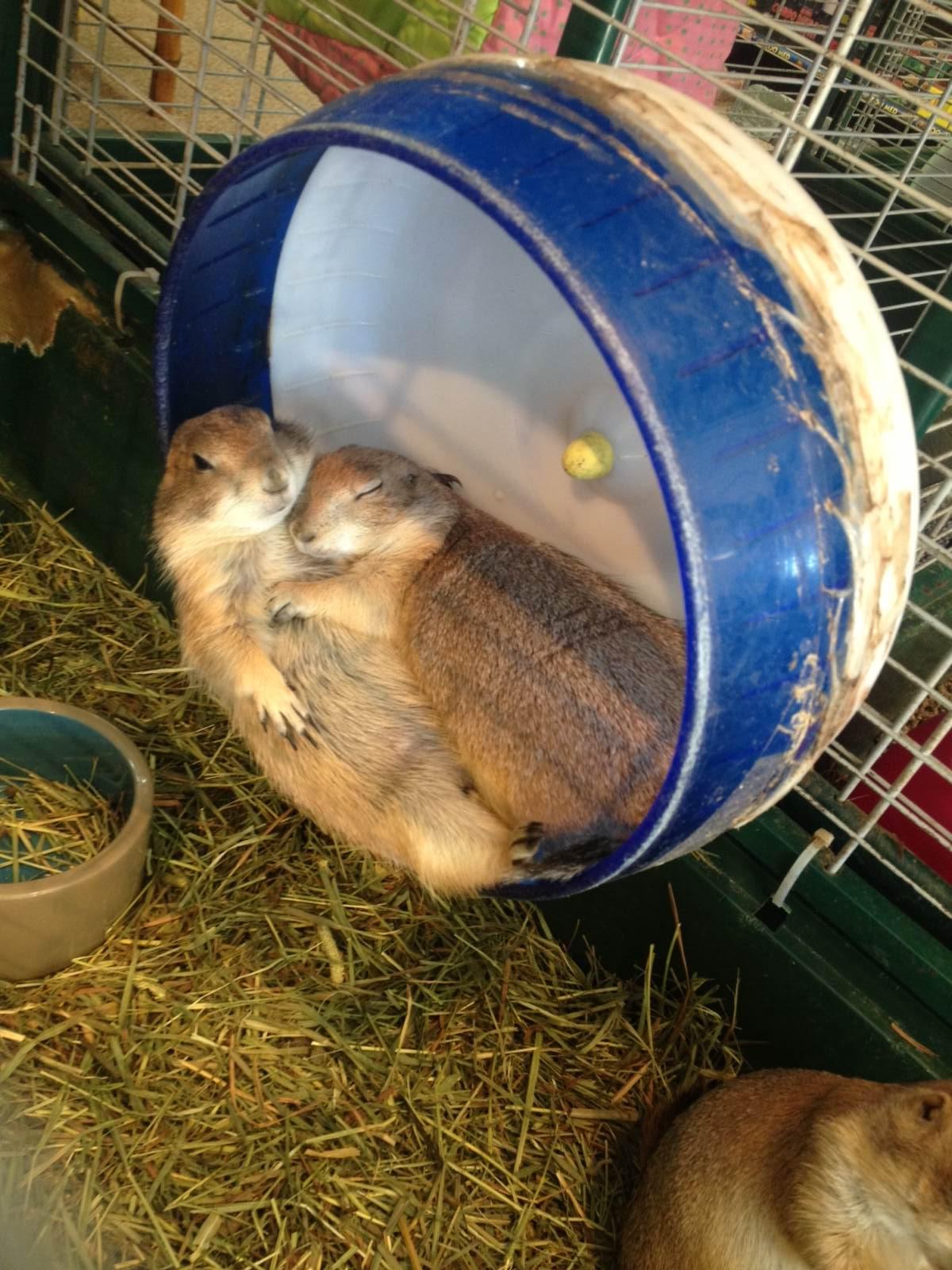 snuggle buddies