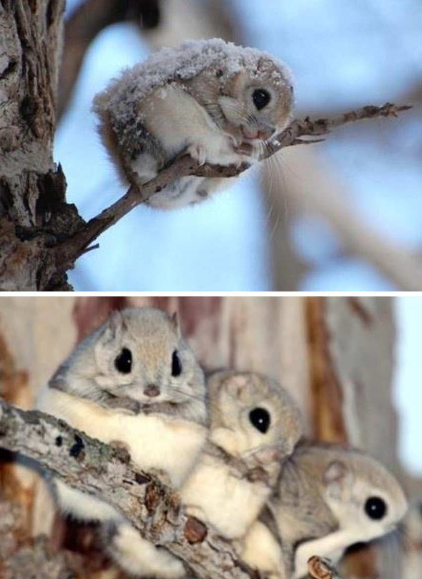 baby flying squirrels