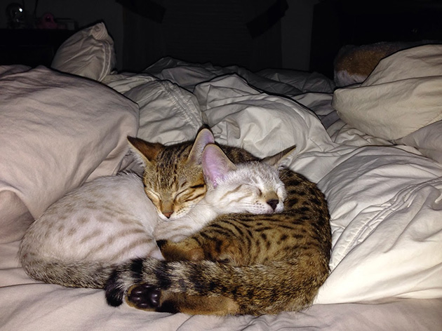 Cats Cuddling in the Bed