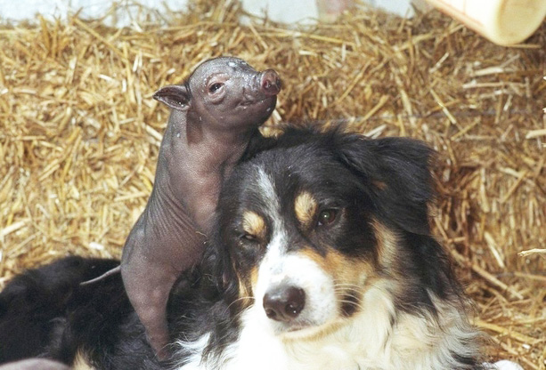dog and pig friends