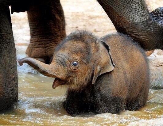 funny baby elephant face