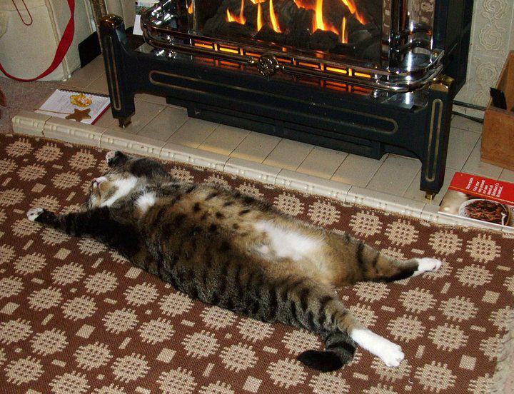 cat lying funny by the fireplace