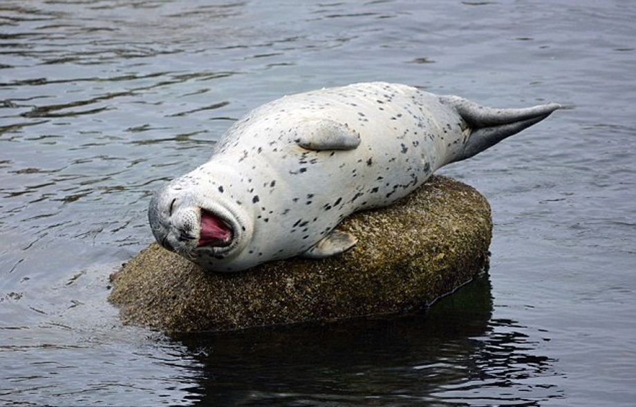 funny seal