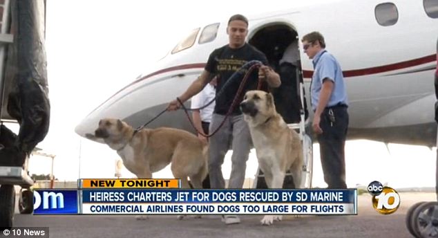 wrigley flies marines dogs