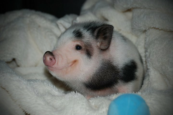 cutest pig ever