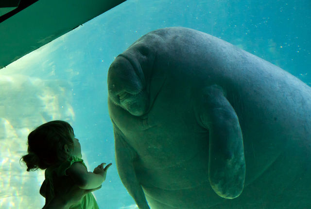 y2t9h-manatee-little-girl-meet.jpg