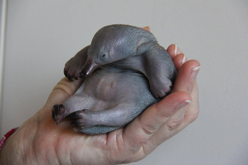 Baby Echidna (Spiky Anteater)