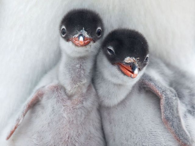 penguins hugging