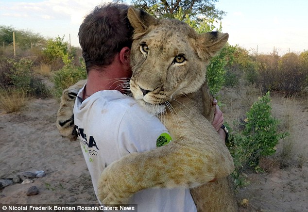 lion hugging parents