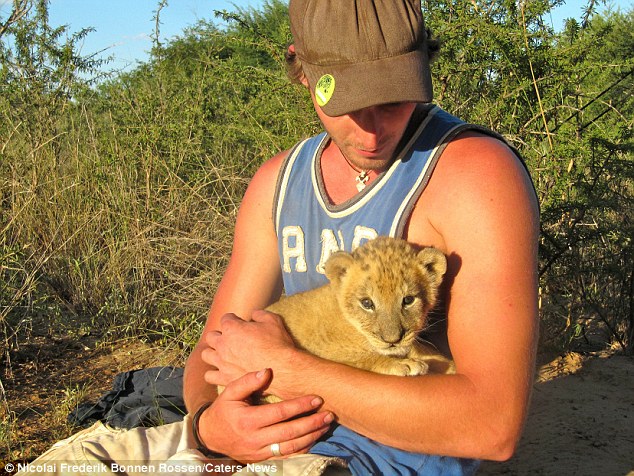 lion cub