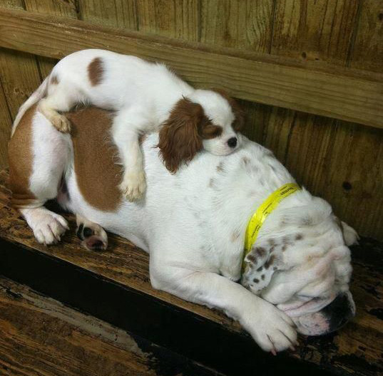 puppy sleeps on bulldog