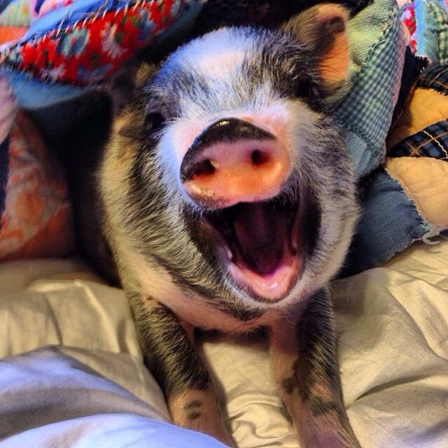 pig smiles