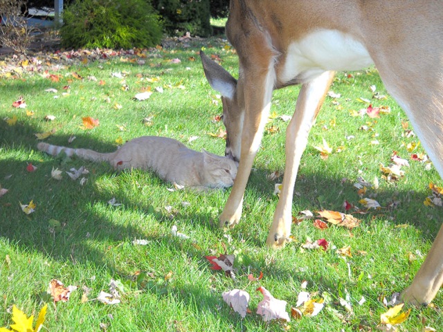 deer visits cat
