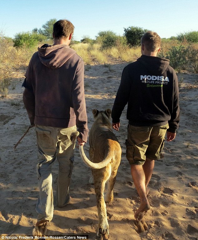 lion with adopted human parents