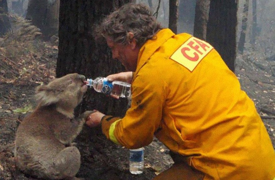 koala drinking water from man