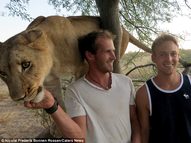 bond between lion and humans