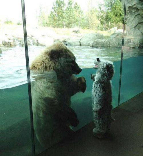 polar bear looking at kid in bear costume