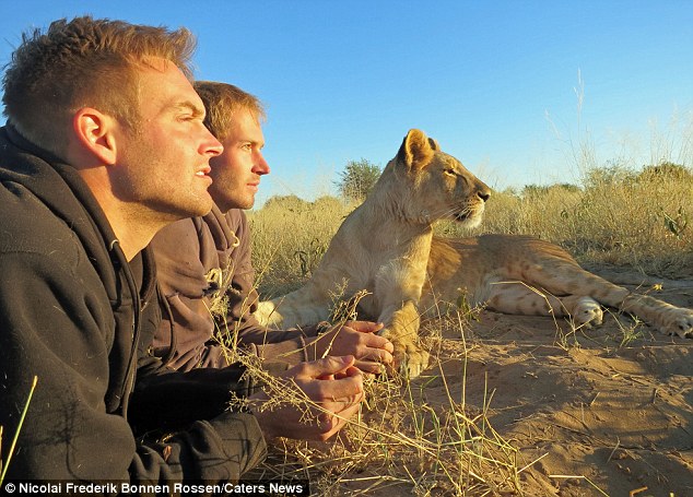 lion and man bond