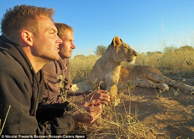 lion and man bond