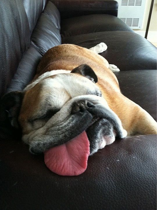 dog sleeping tongue out