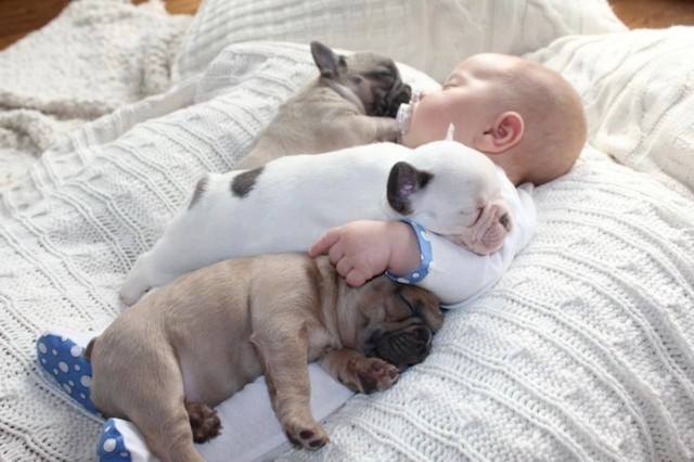 puppies napping with baby