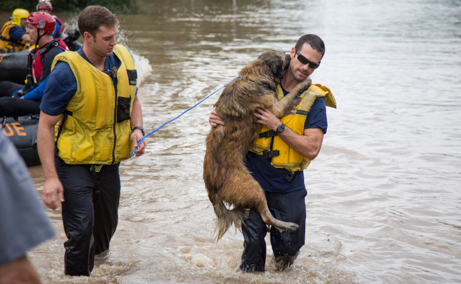 austin texas firefighters save dog