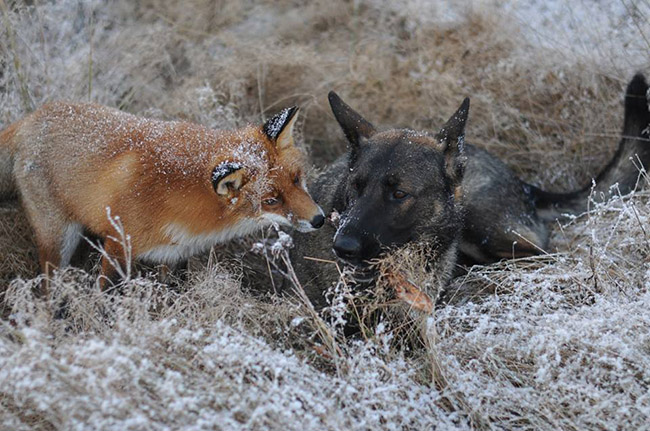 real life fox and the hound