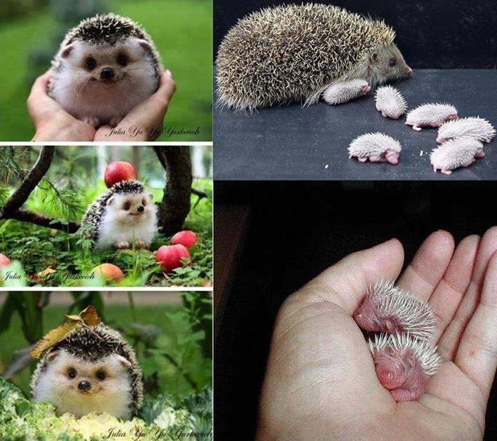 hedgehog cute