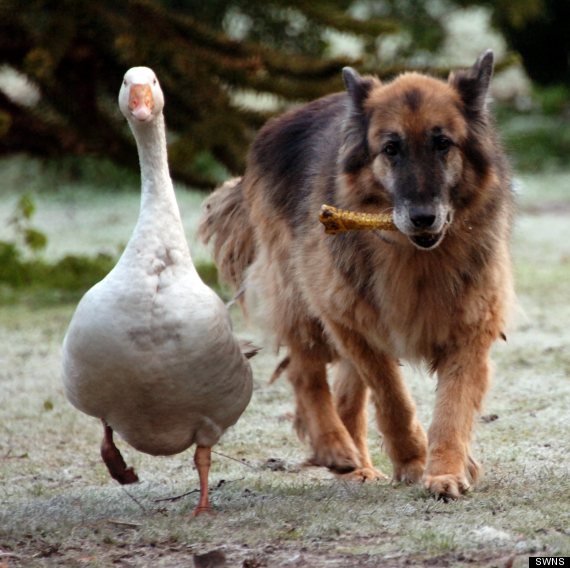 german shepherd and goose