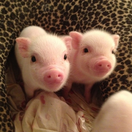 cute piglets