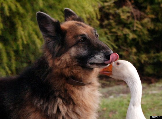 german shepherd and goose